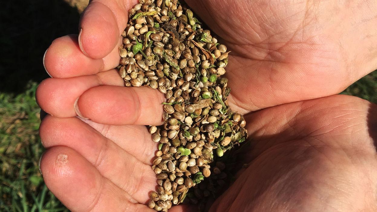 Arizona farms will soon be allowed to grow legal hemp; rules being set